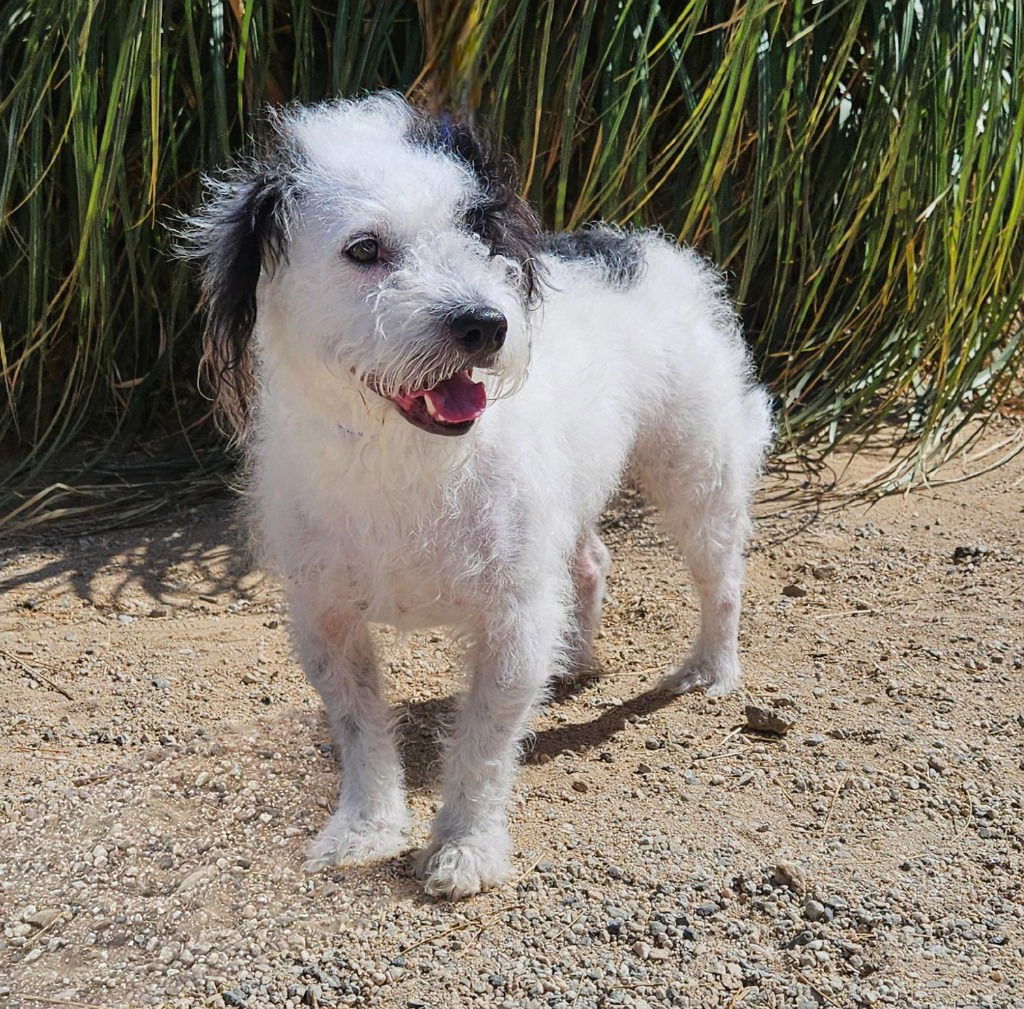 Bruno - Adopt Me! - Terrier