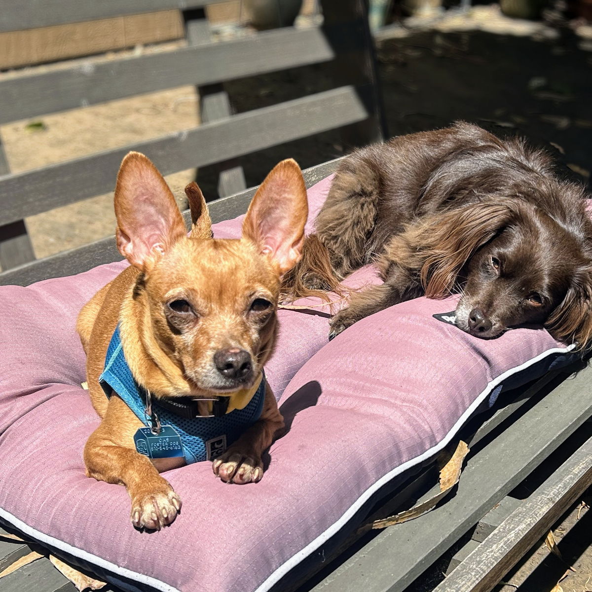 Harriet - Chihuahua