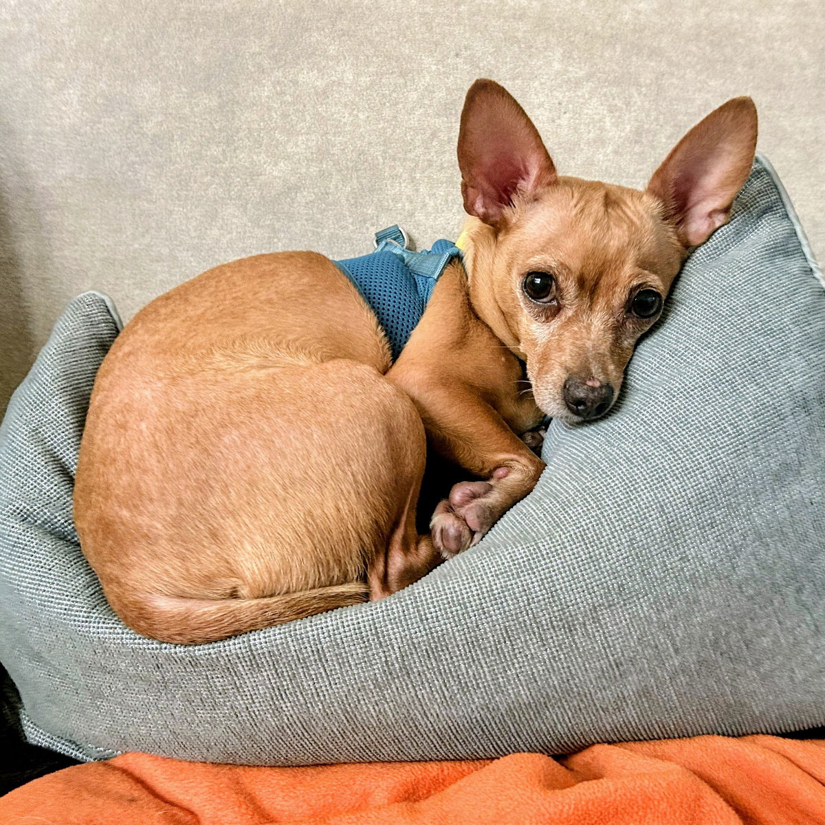 Harriet - Chihuahua