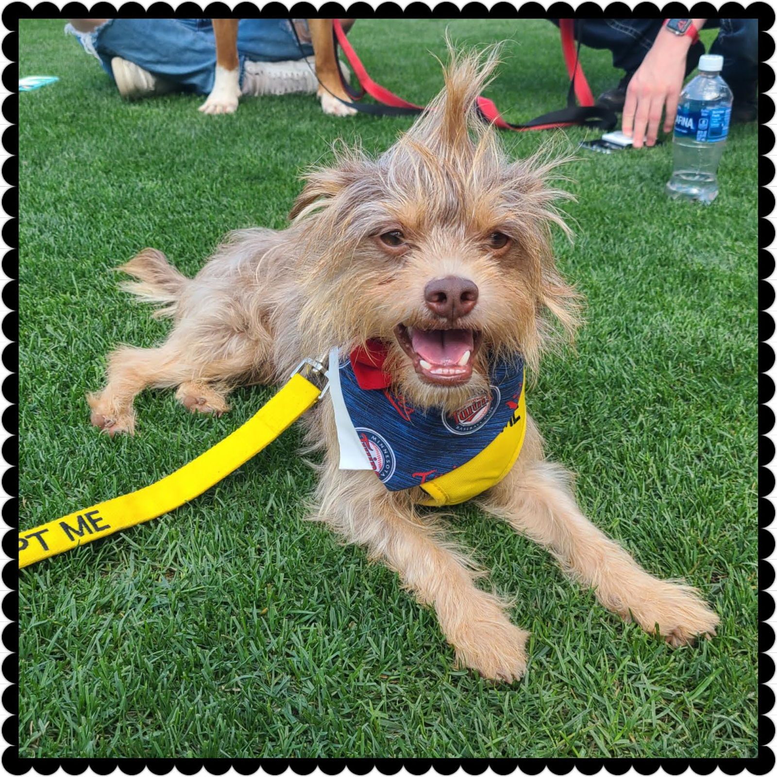 Beaver - Norfolk Terrier