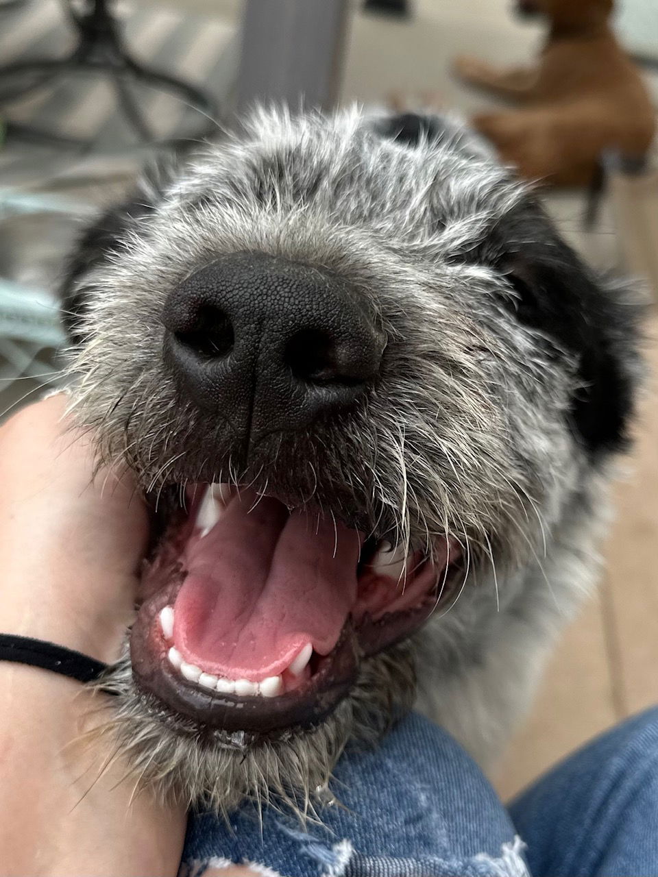 Mylow - Cattle Dog
