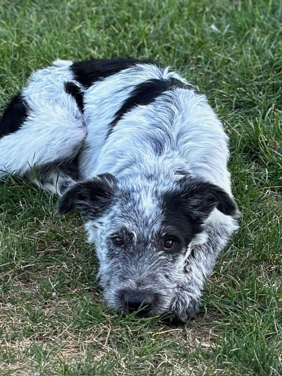 Mylow - Cattle Dog