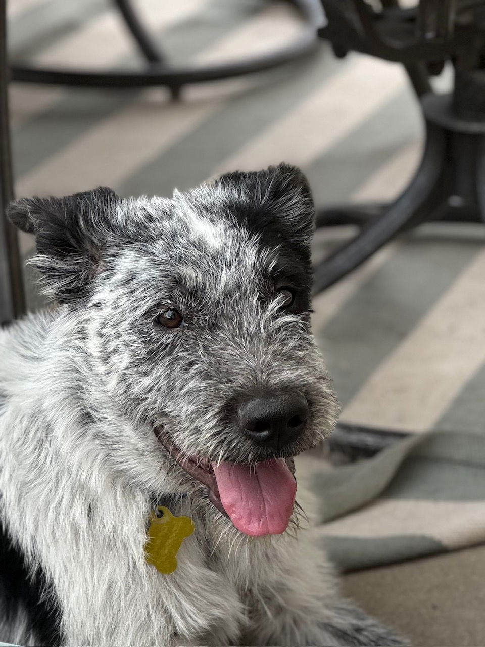 Mylow - Cattle Dog