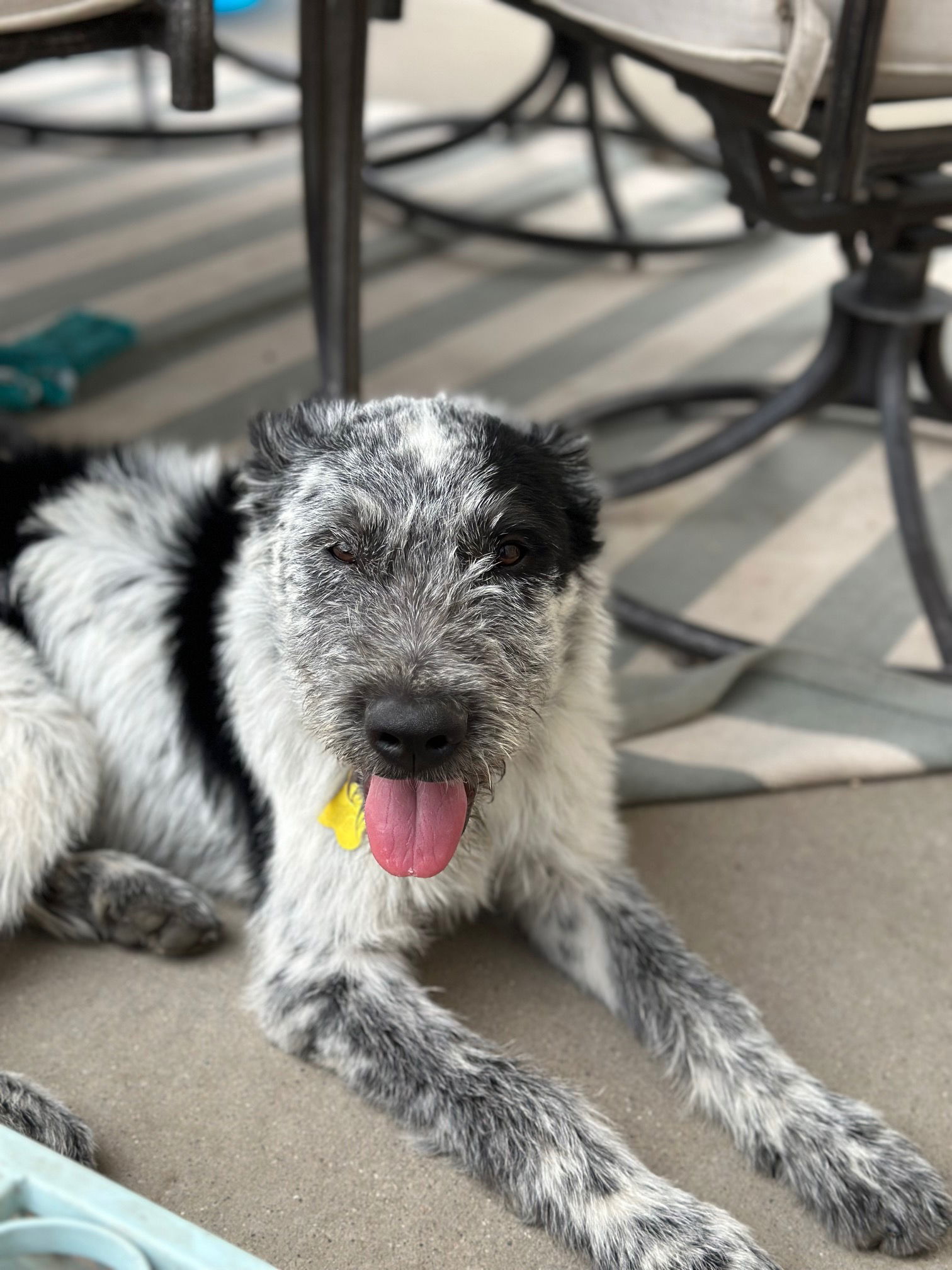 Mylow - Cattle Dog