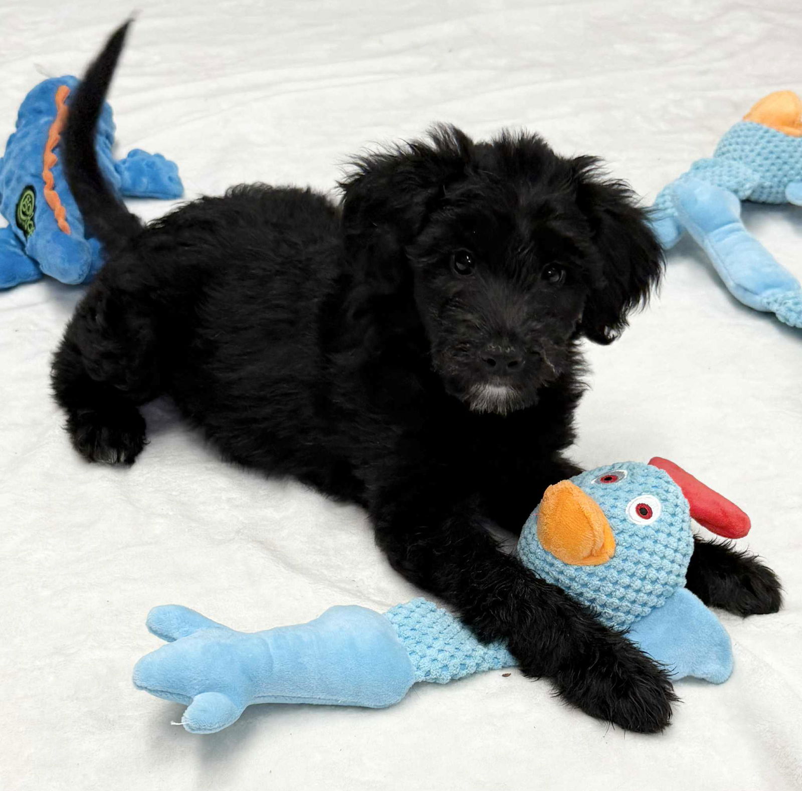 Connie - Poodle (unknown type)