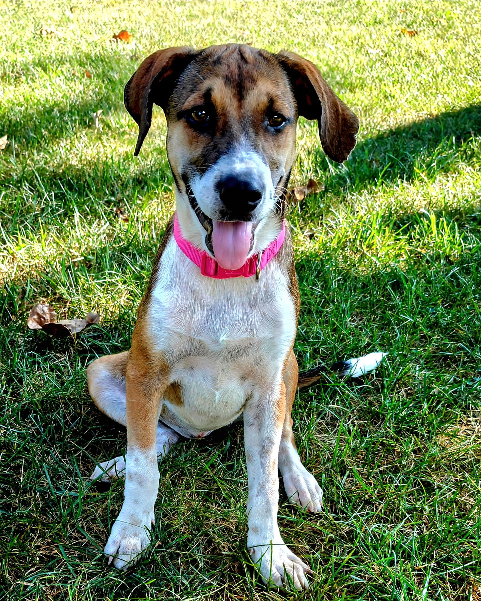 PUPPY RAYLIN - Beagle