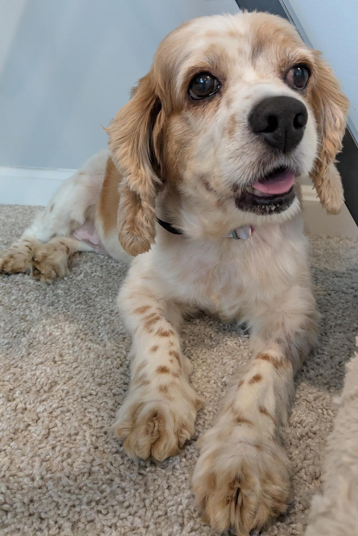 Amber - Cocker Spaniel