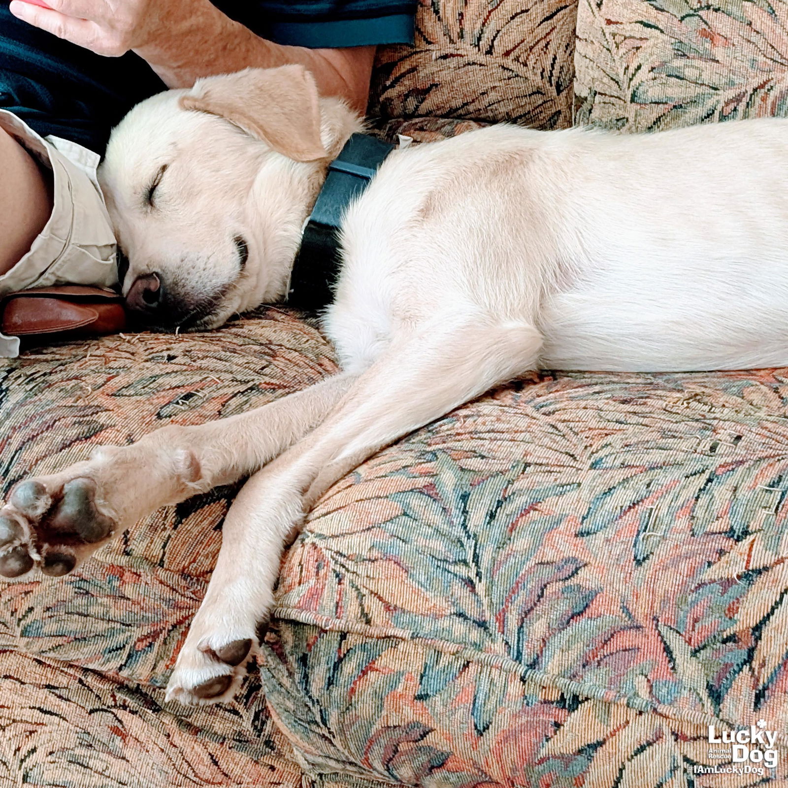 Coconut - Labrador Retriever