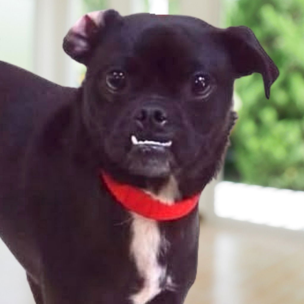 Suki - Foster or Adopt Me! - Pug
