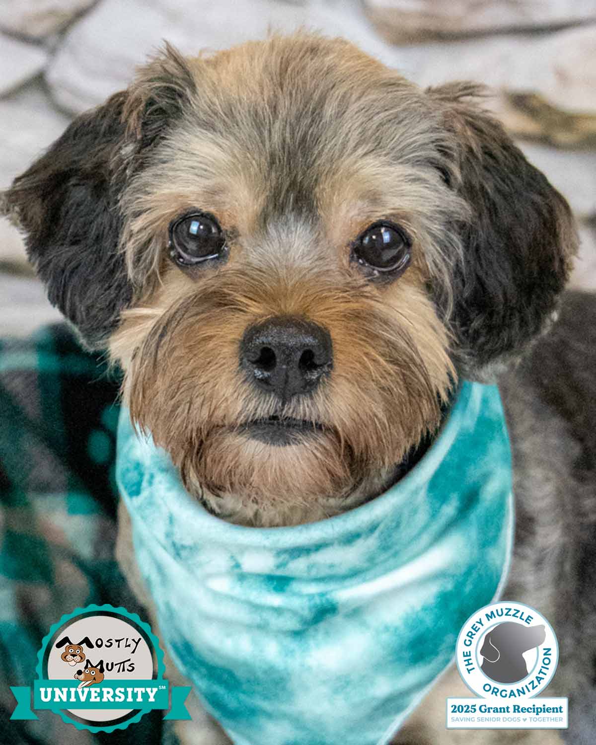 Suri - Yorkshire Terrier Yorkie