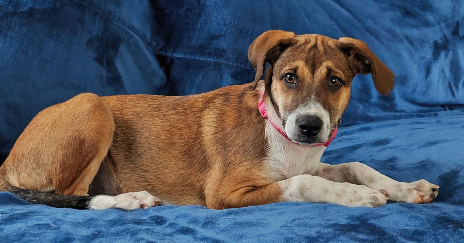 PUPPY RAYLIN - Beagle
