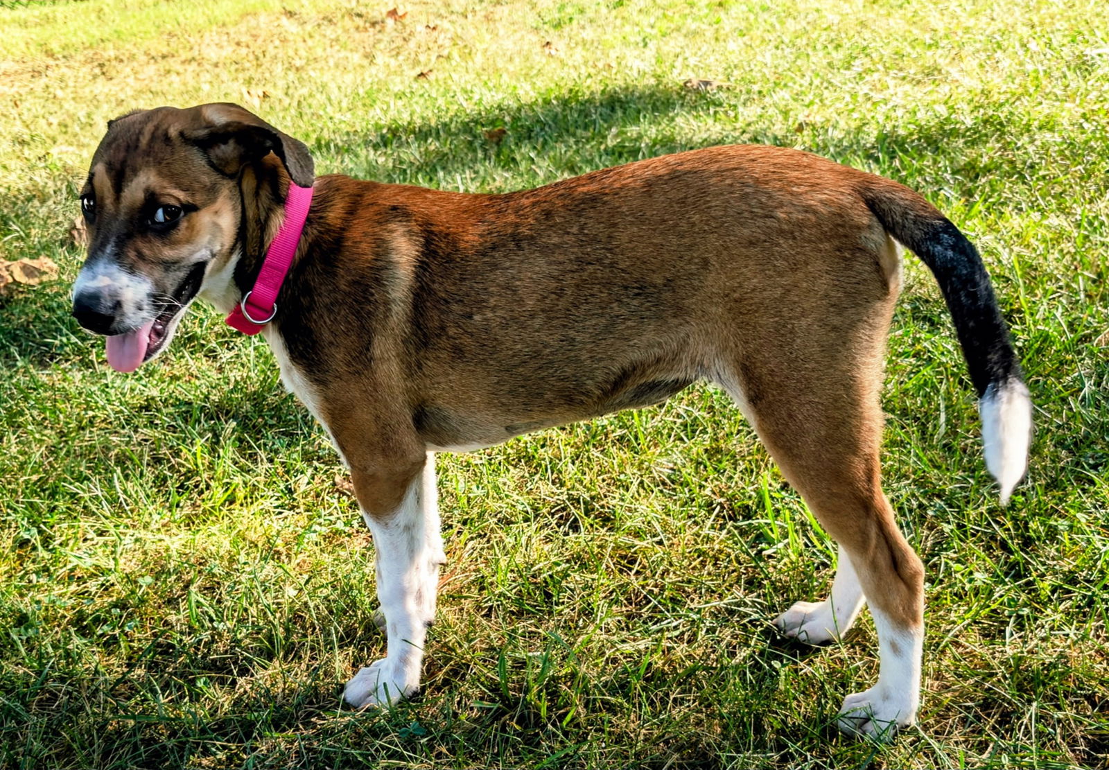 PUPPY RAYLIN - Beagle
