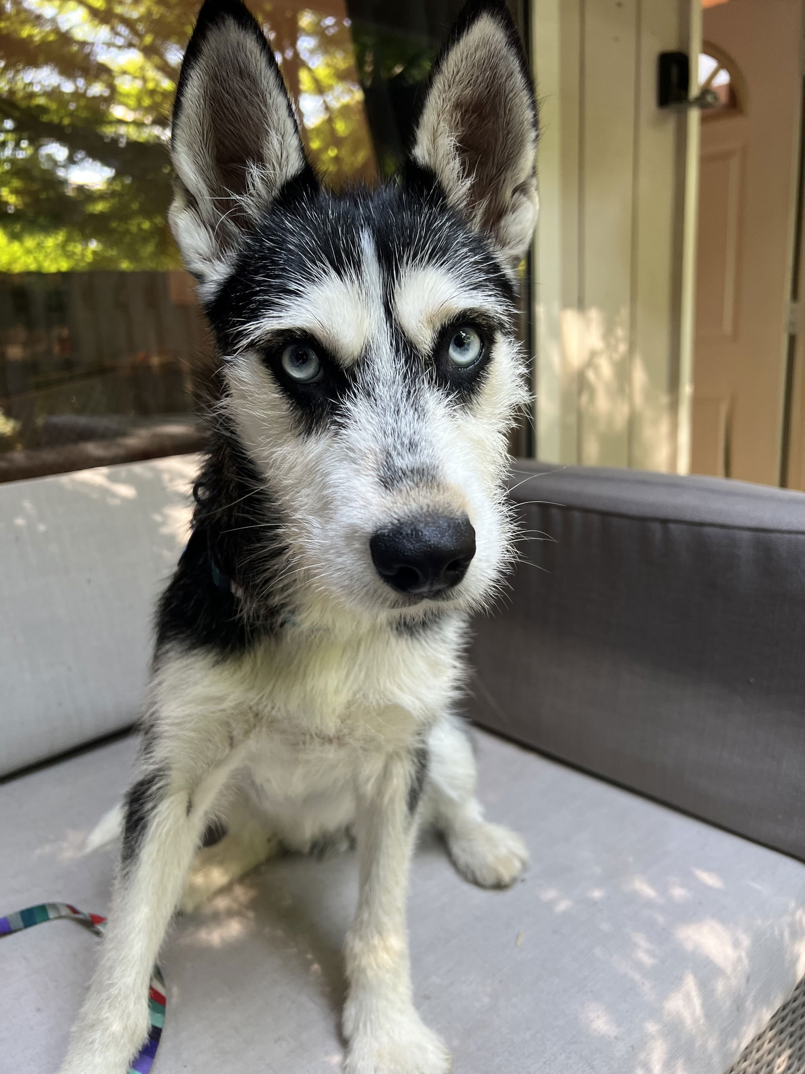 Akita - Husky
