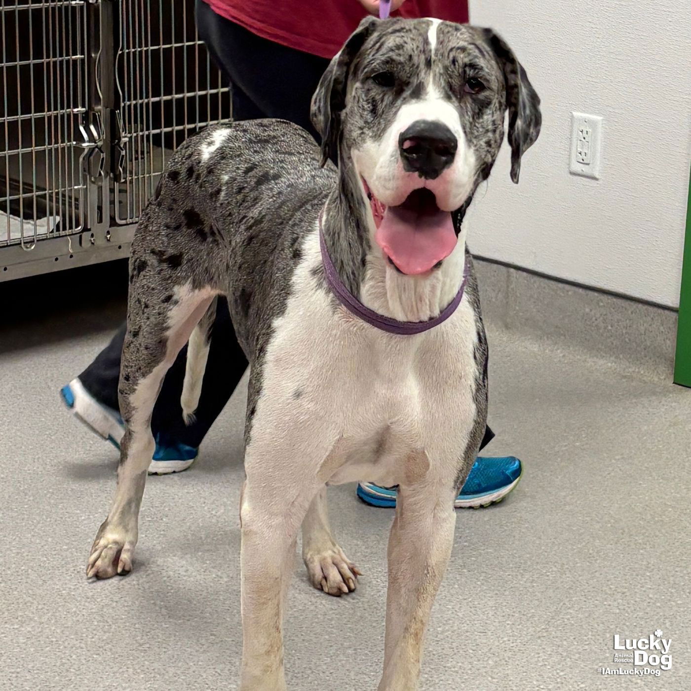 Hootie - Great Dane