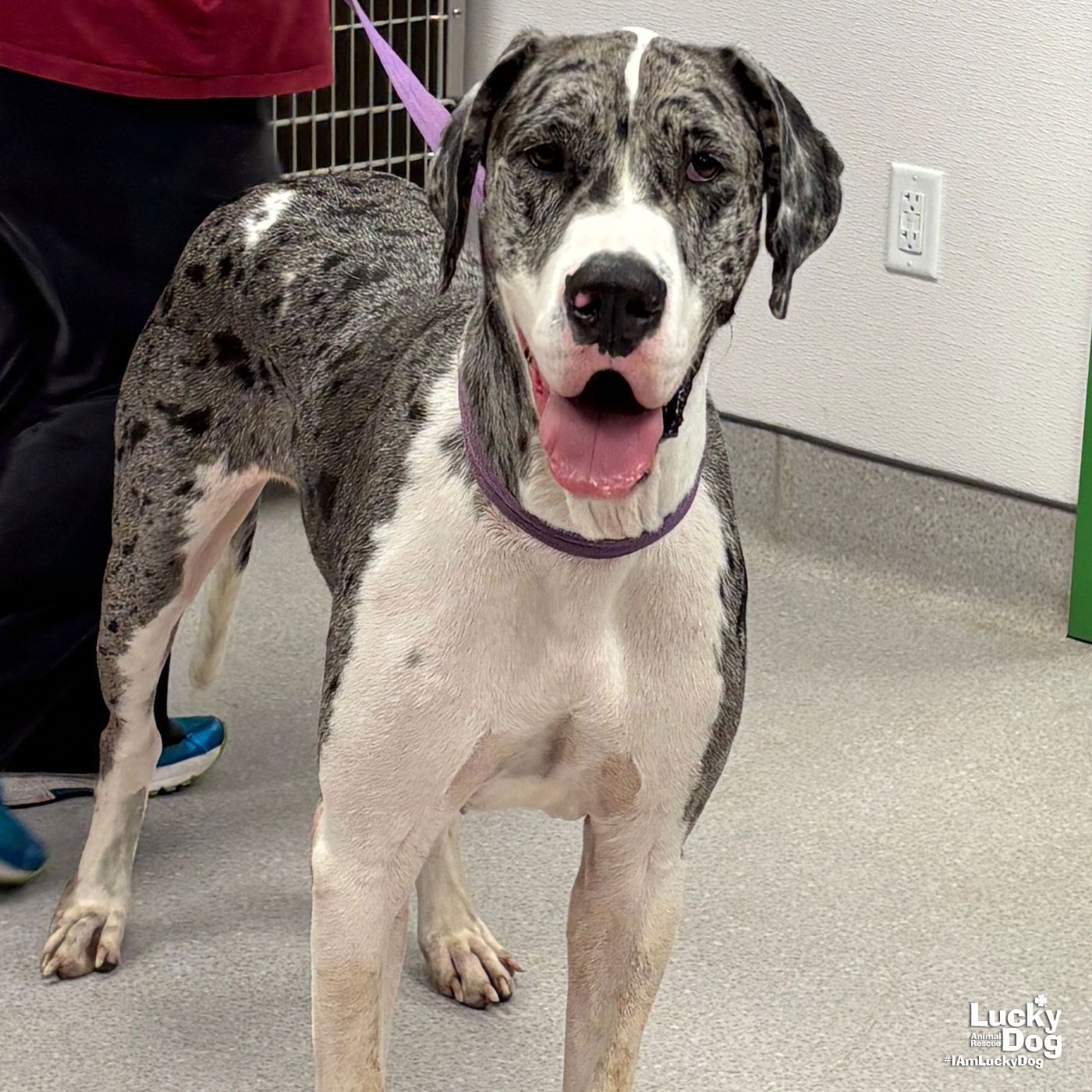Hootie - Great Dane