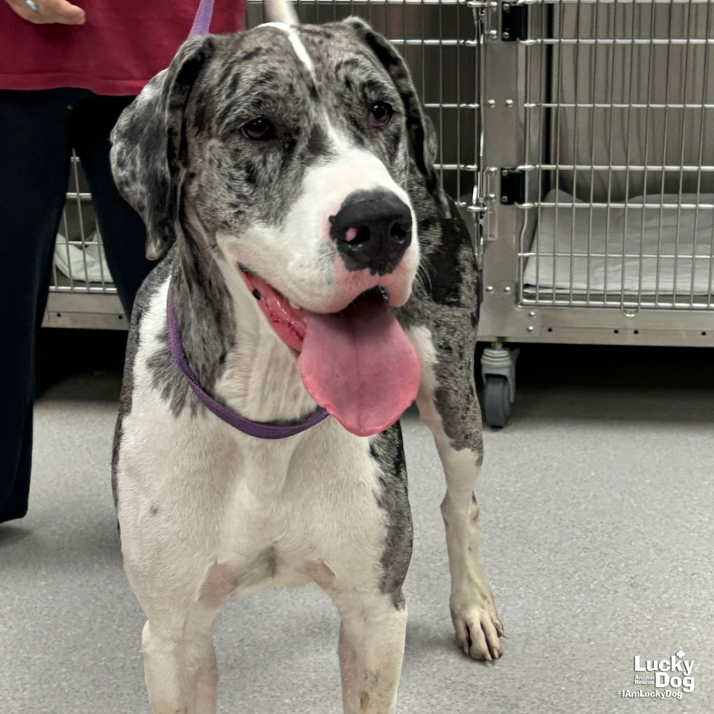 Hootie - Great Dane
