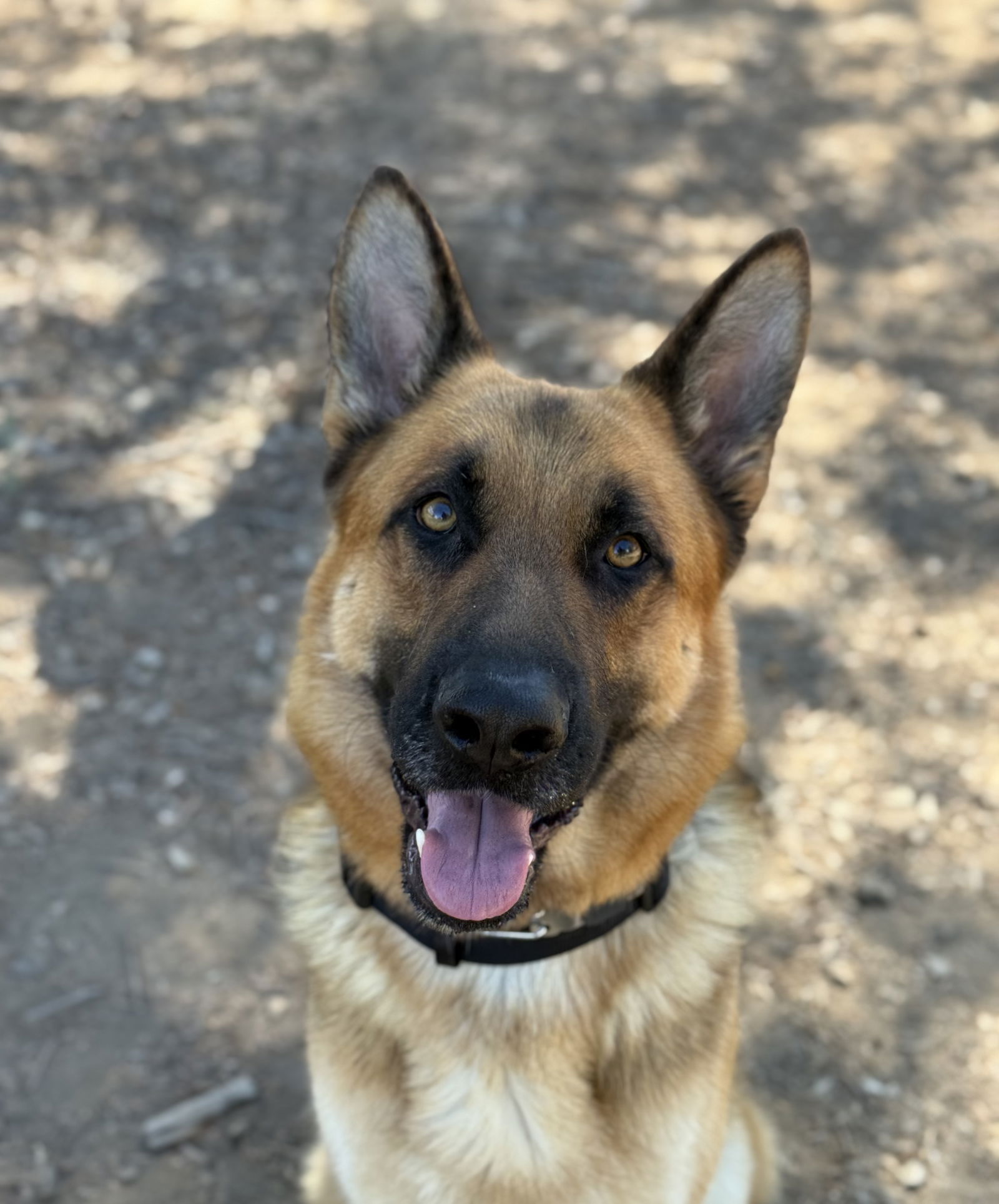 Sonny - German Shepherd Dog
