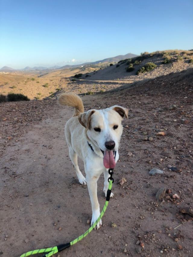 Juju - Australian Cattle Dog/Blue Heeler