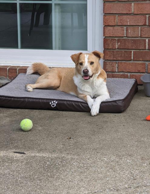 Juju - Australian Cattle Dog/Blue Heeler