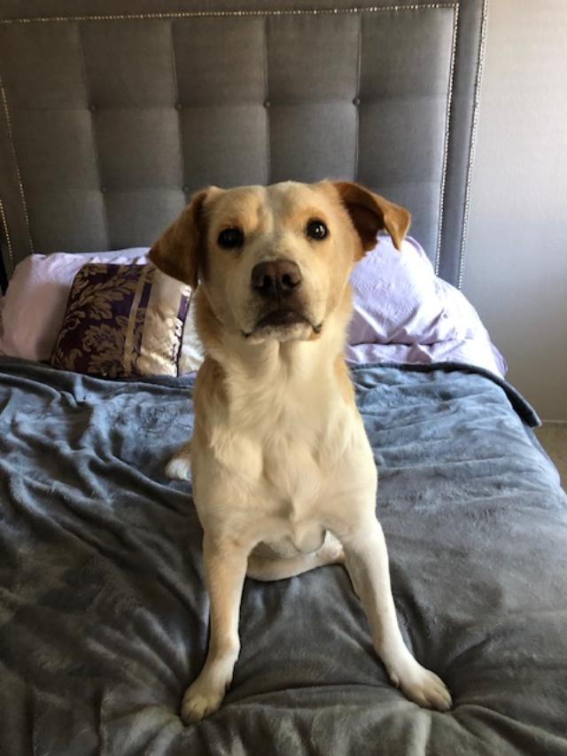 Juju - Australian Cattle Dog/Blue Heeler