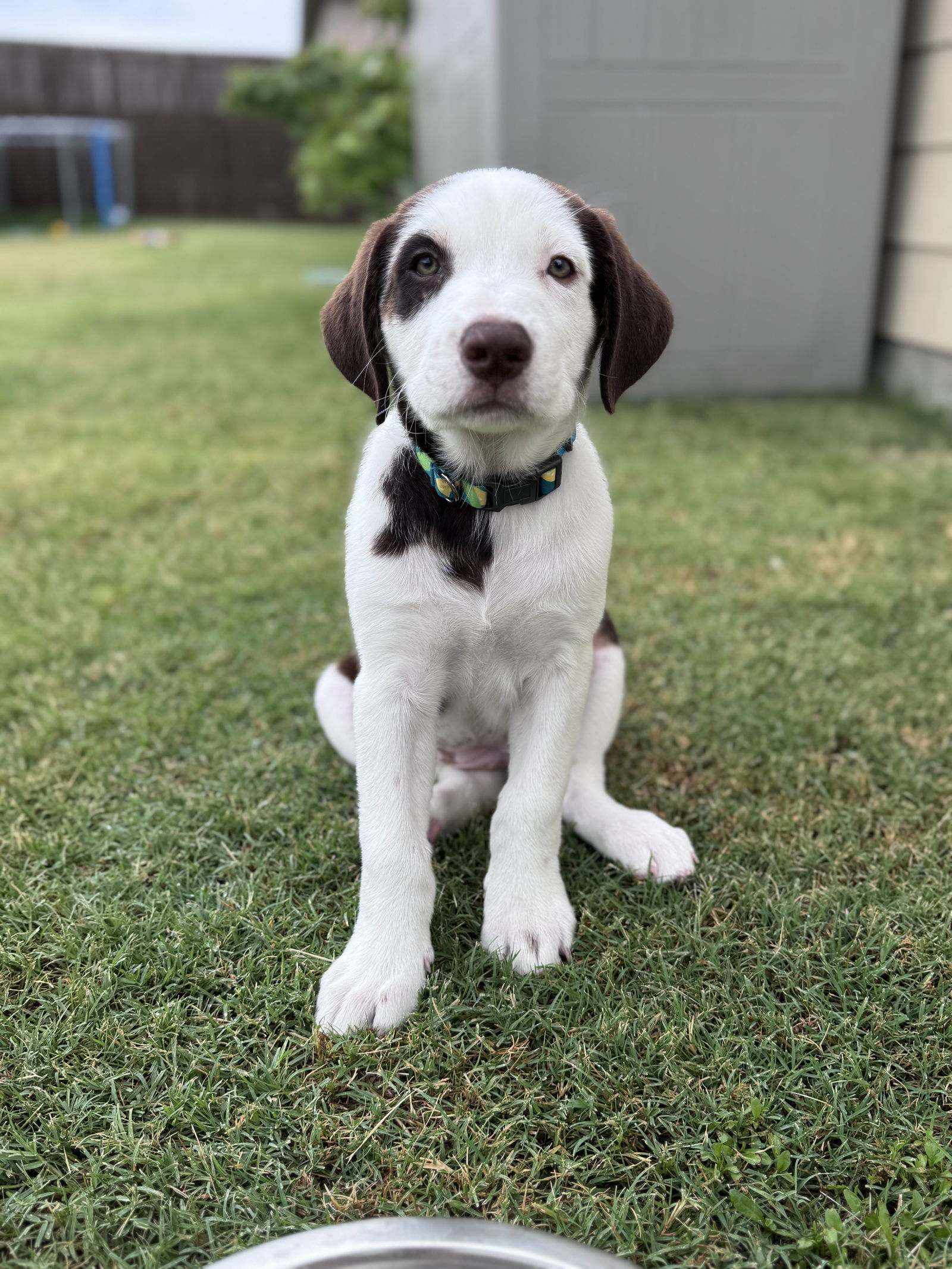Miss Peaches - Labrador Retriever