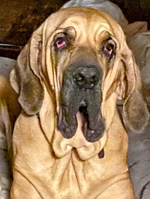 Taarna - Fila Brasileiro