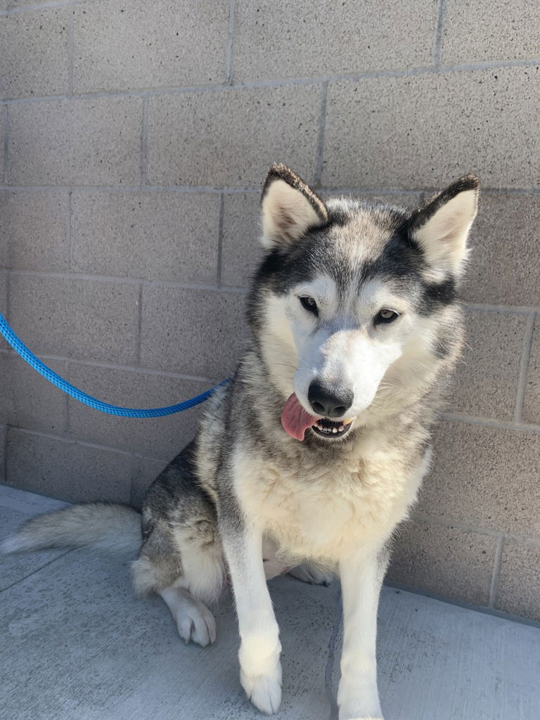 Elsa - Siberian Husky