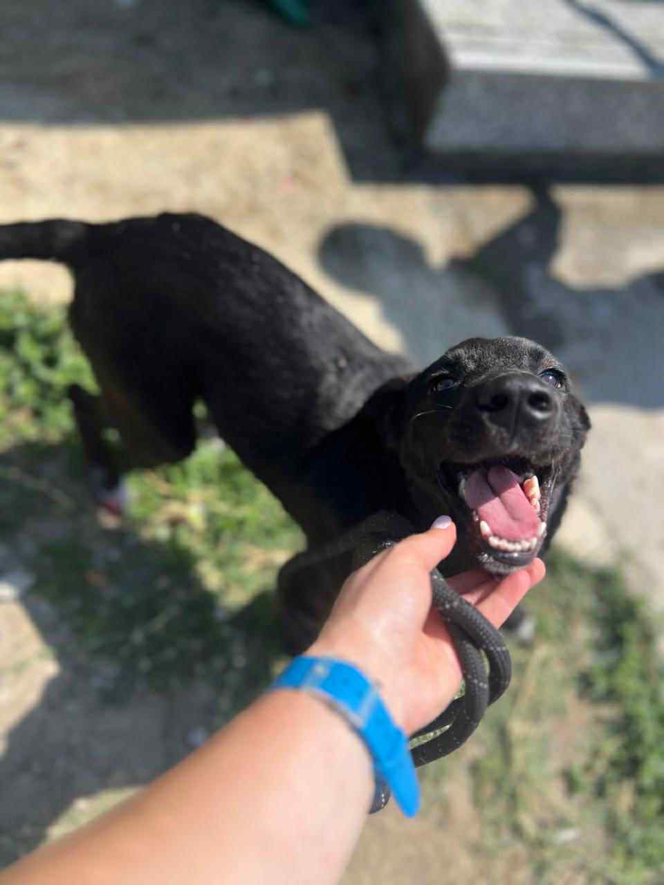 Mogli - Labrador Retriever