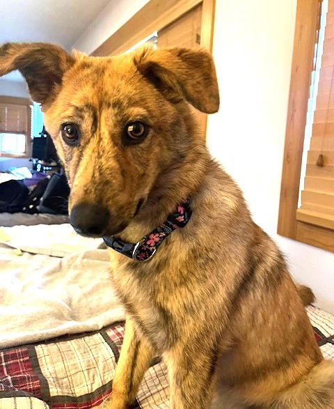 STUNNING STELLA - Australian Shepherd