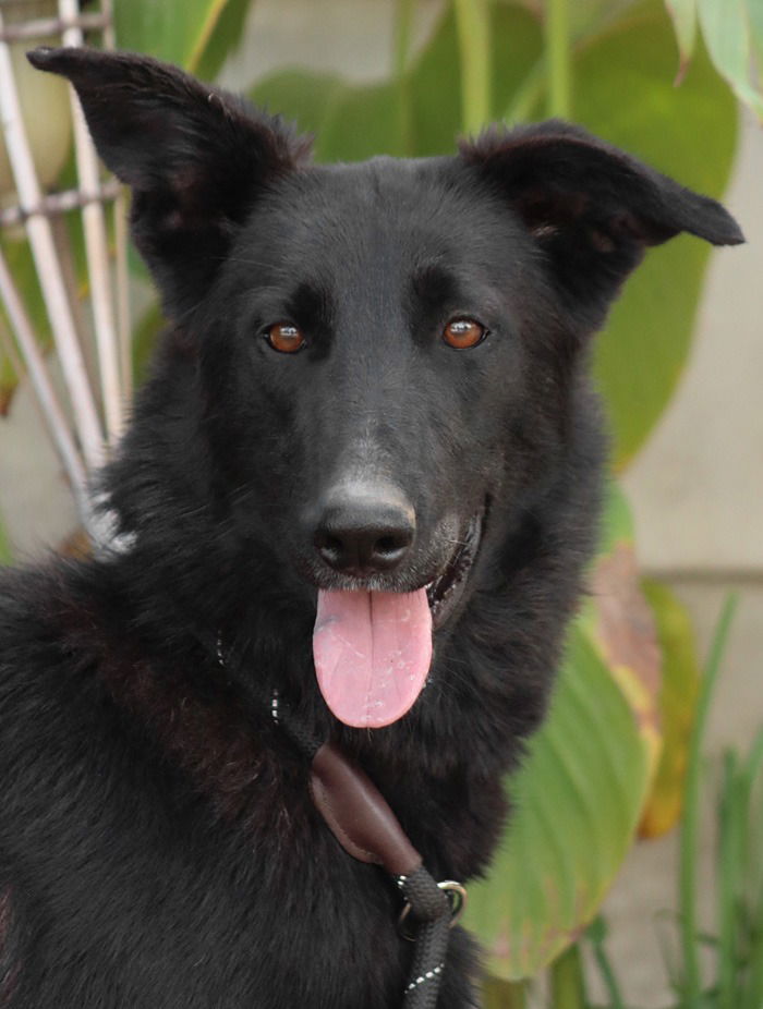 Meg March - Adopt Me! - Shepherd