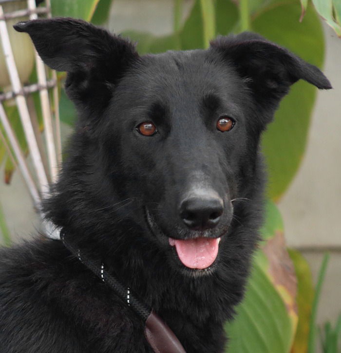 Meg March - Adopt Me! - Shepherd