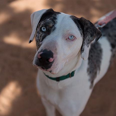 Frankie - Catahoula Leopard Dog