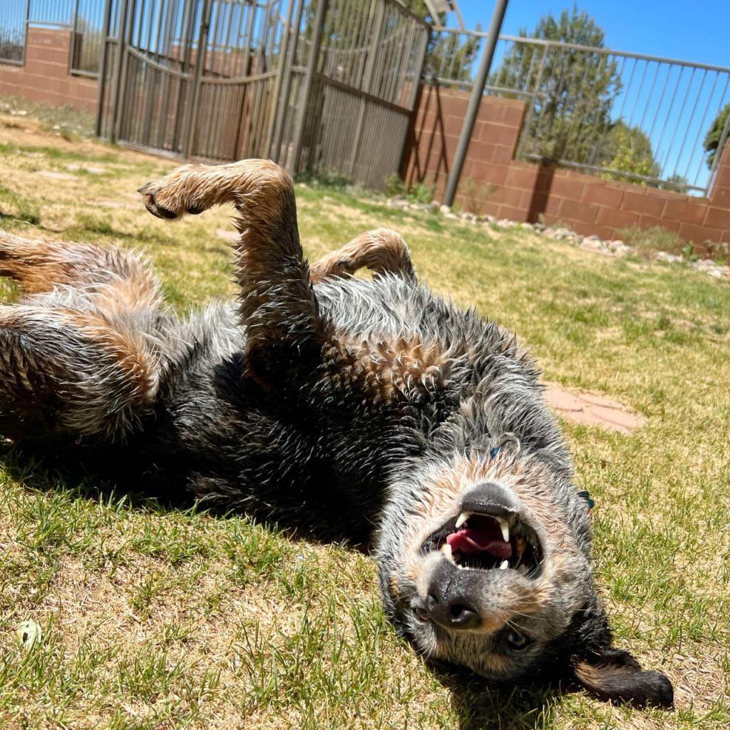 Zorro - Cattle Dog