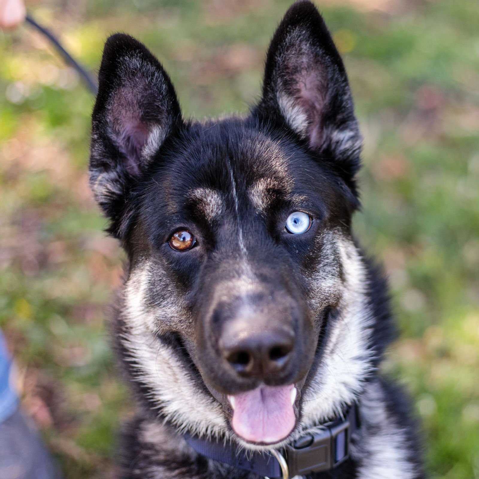 Sinatra - Shepherd