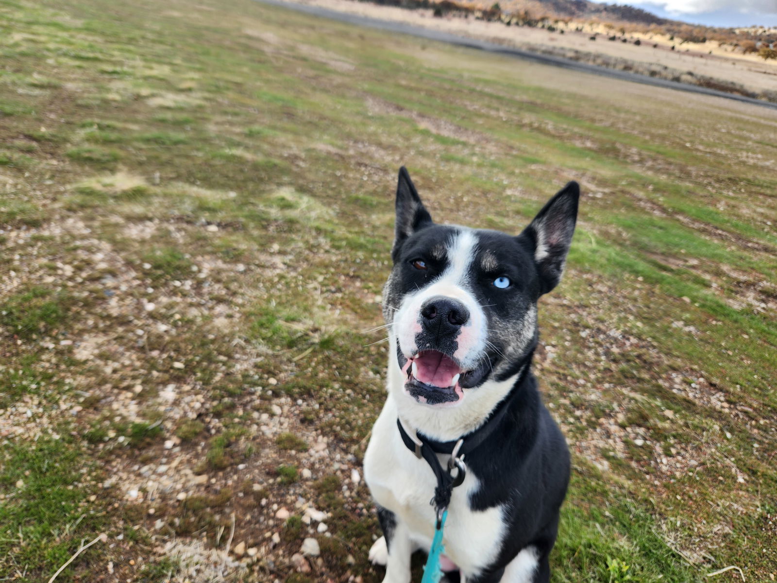 Calypso - Husky