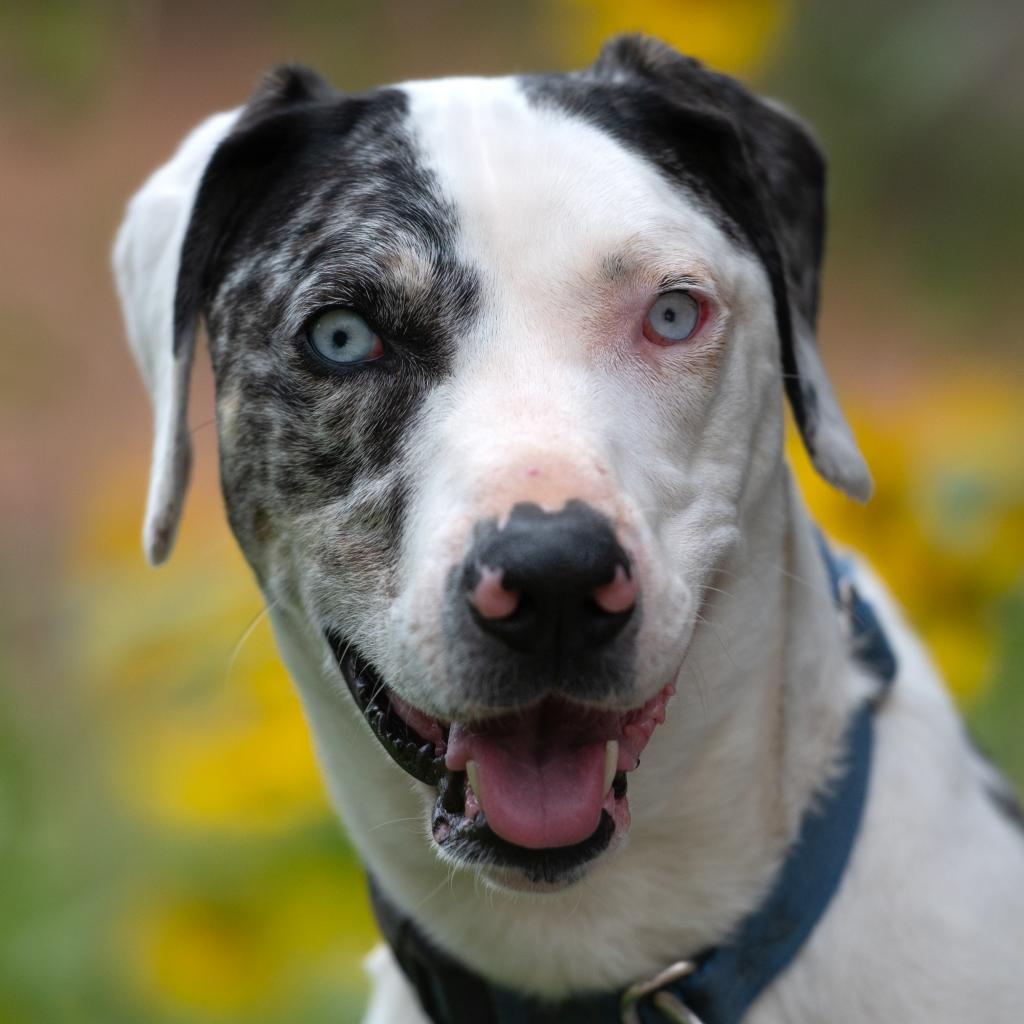 Frankie - Catahoula Leopard Dog