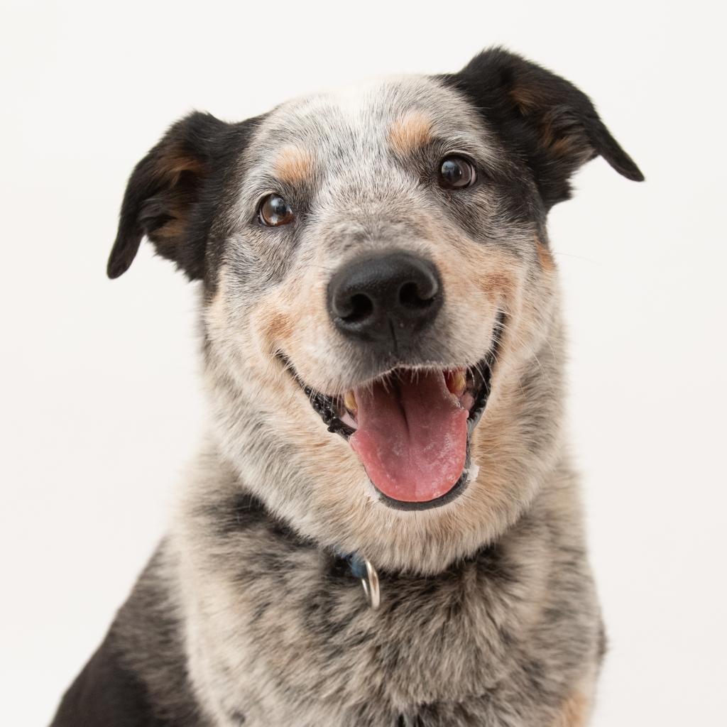 Zorro - Cattle Dog