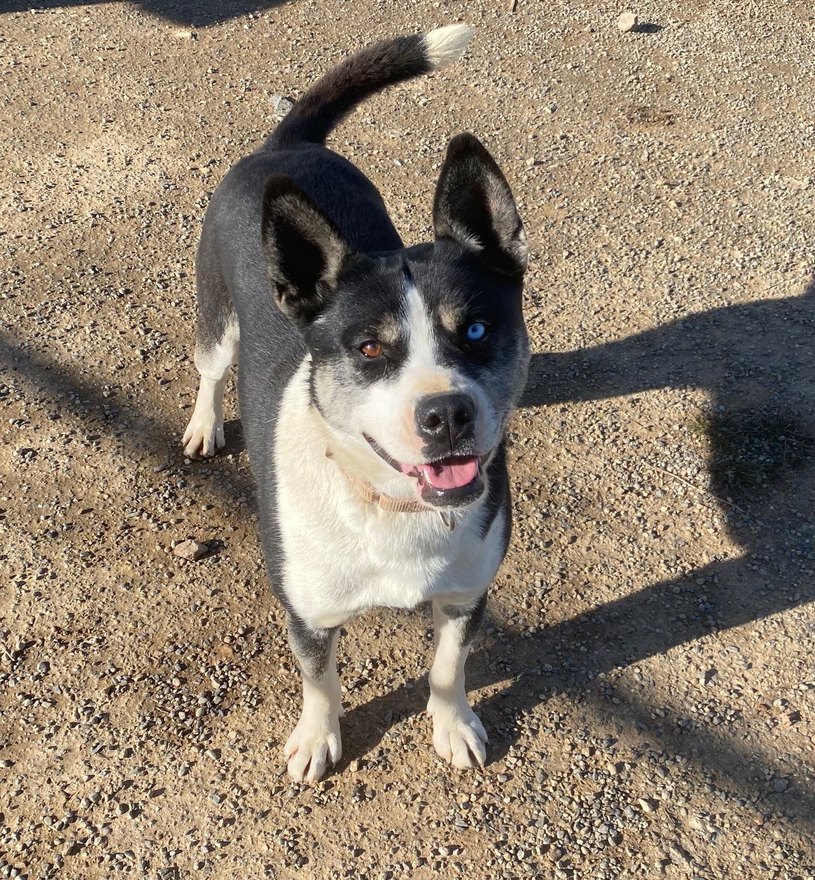 Calypso - Husky