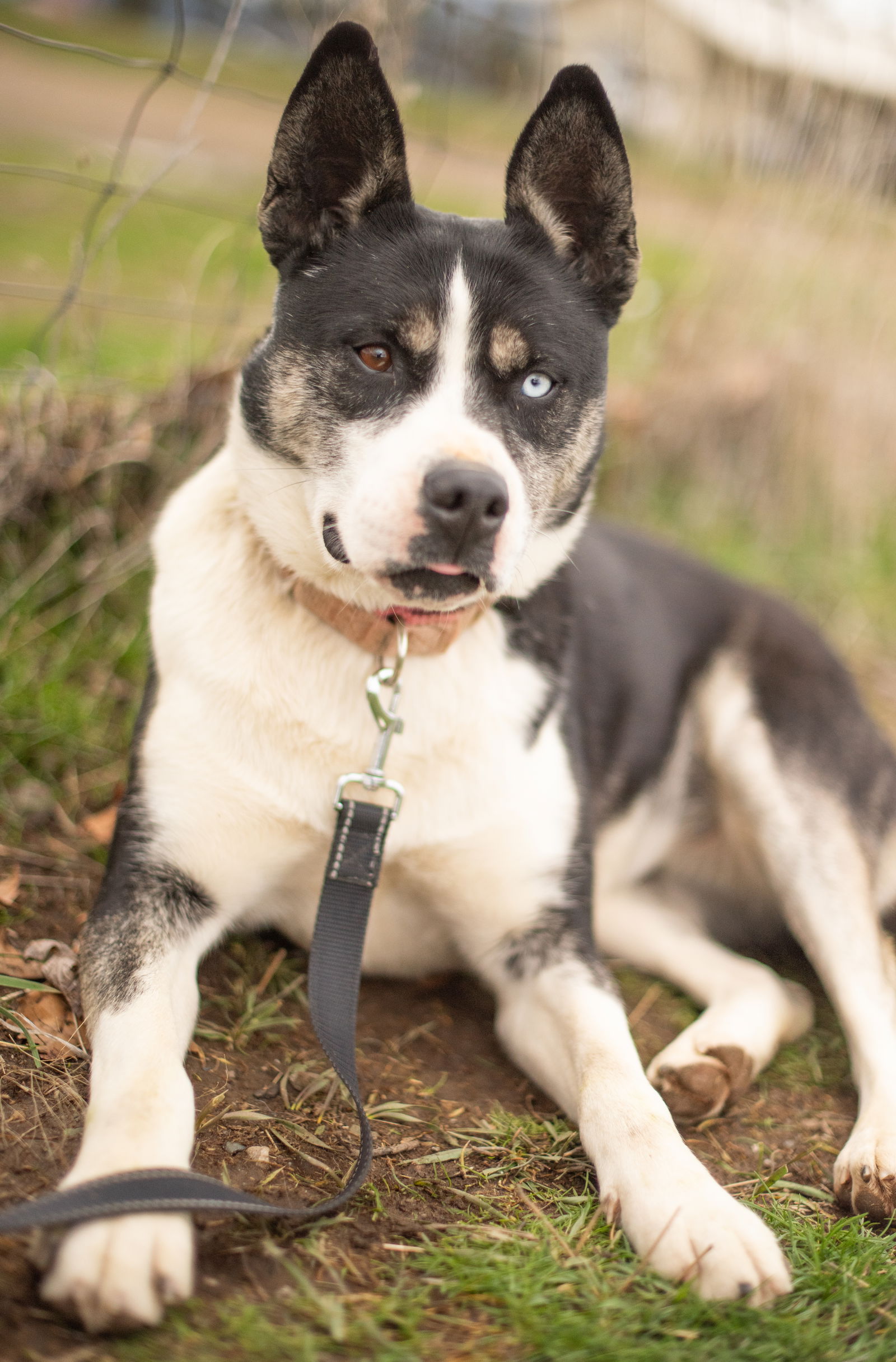 Calypso - Husky