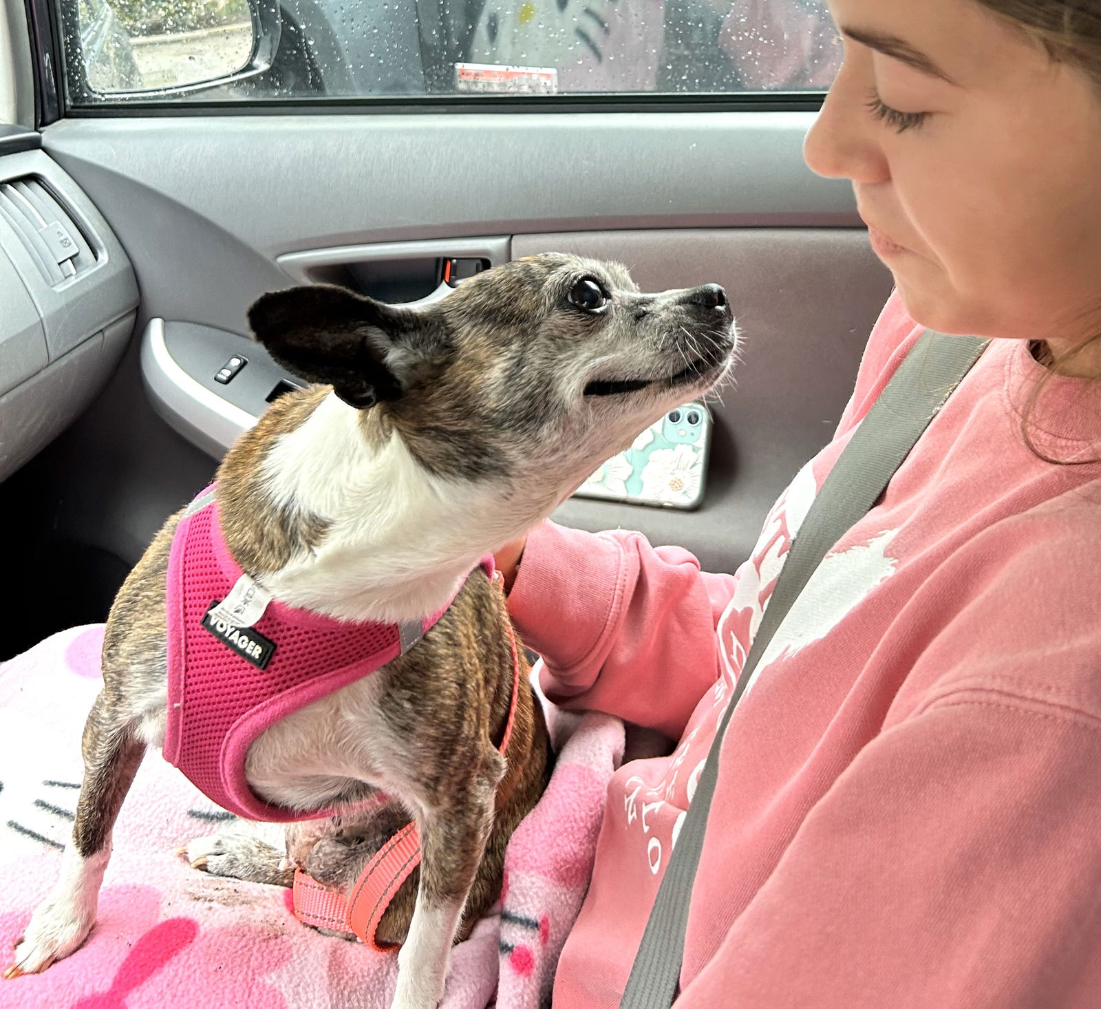 ELLIE - Boston Terrier