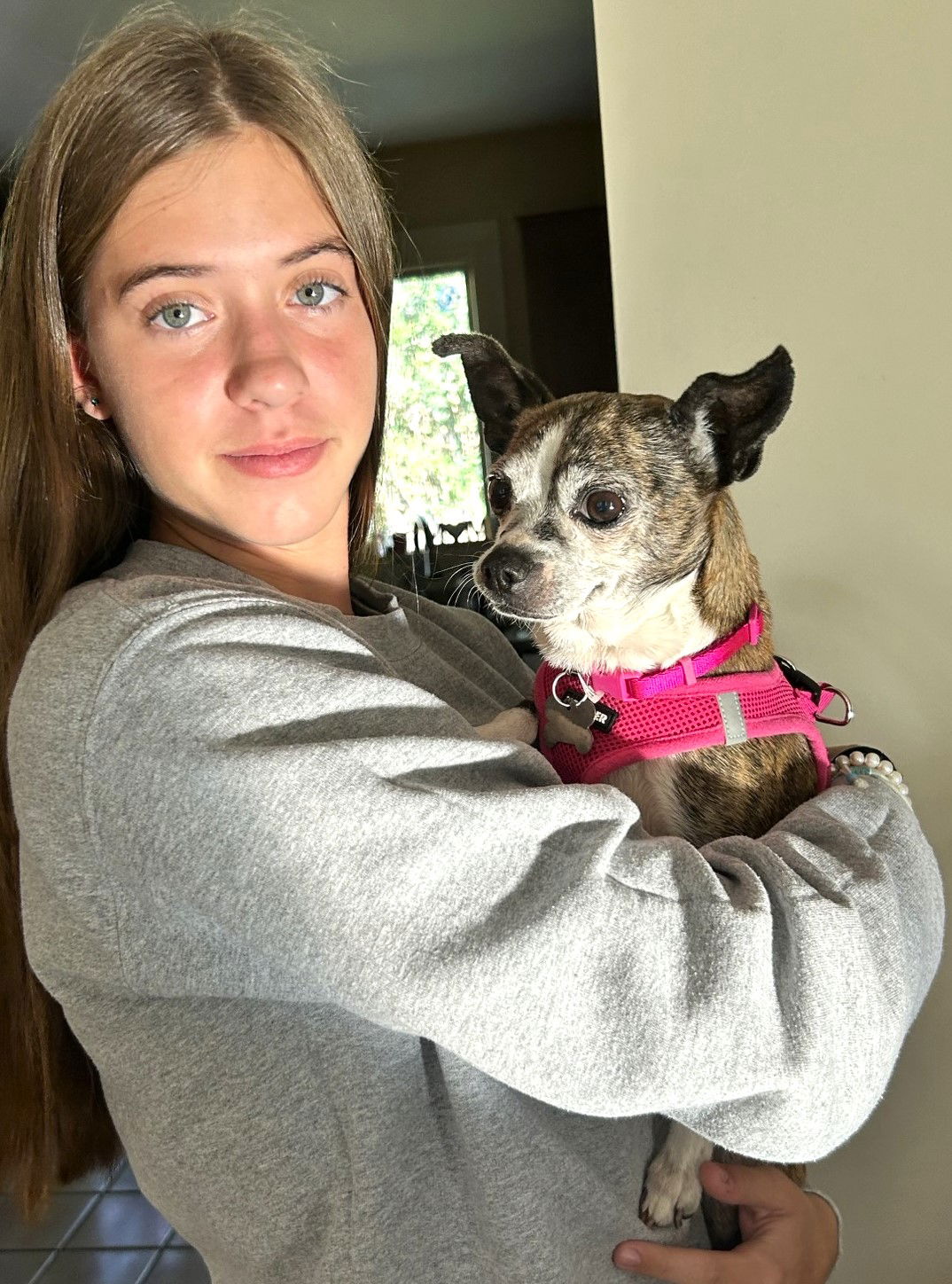 ELLIE - Boston Terrier