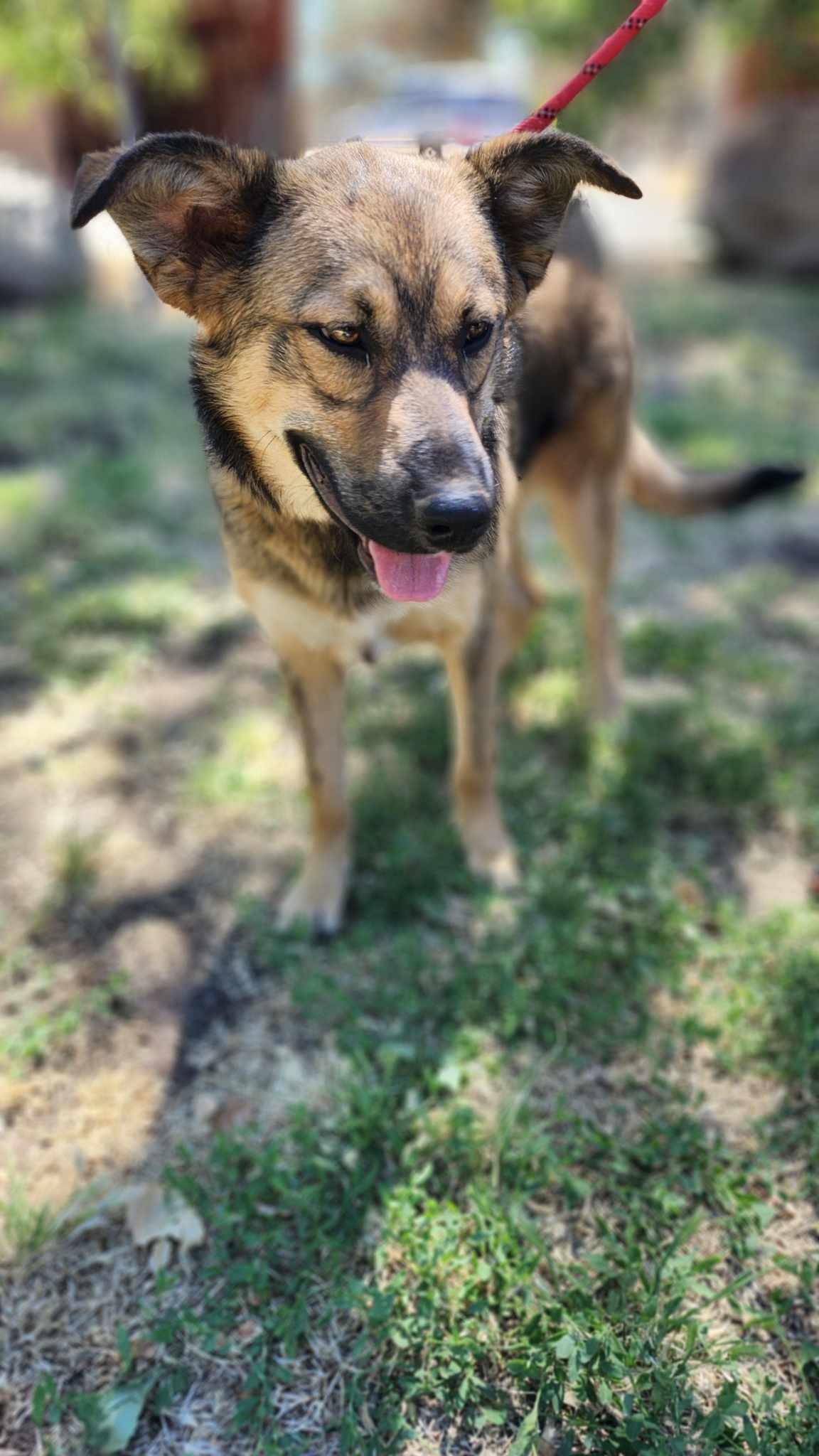 Canelo - Shepherd