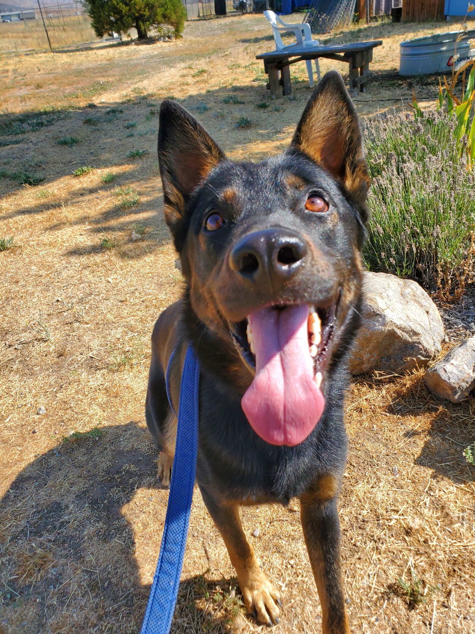 Lonny - Beauceron