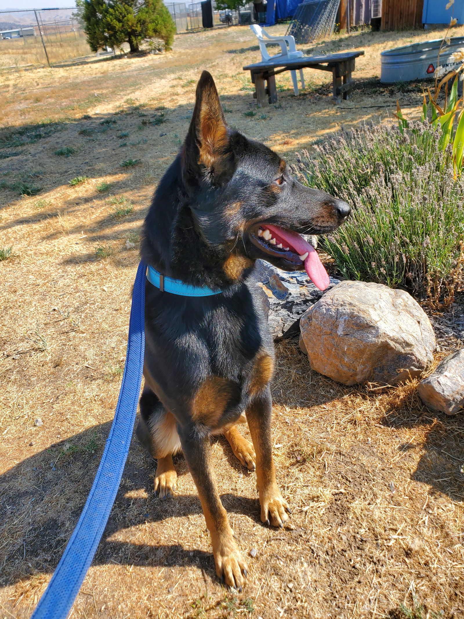 Lonny - Beauceron