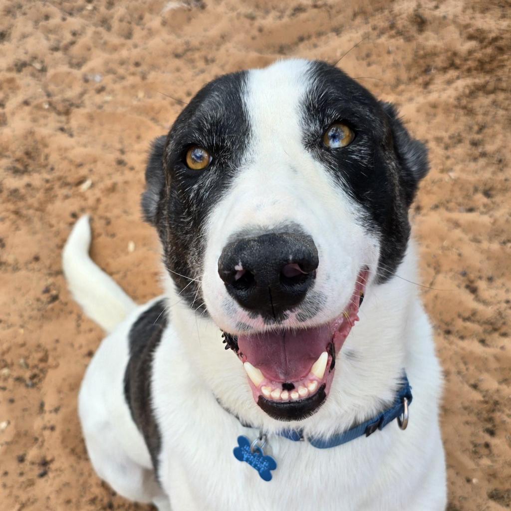 Therman - Labrador Retriever