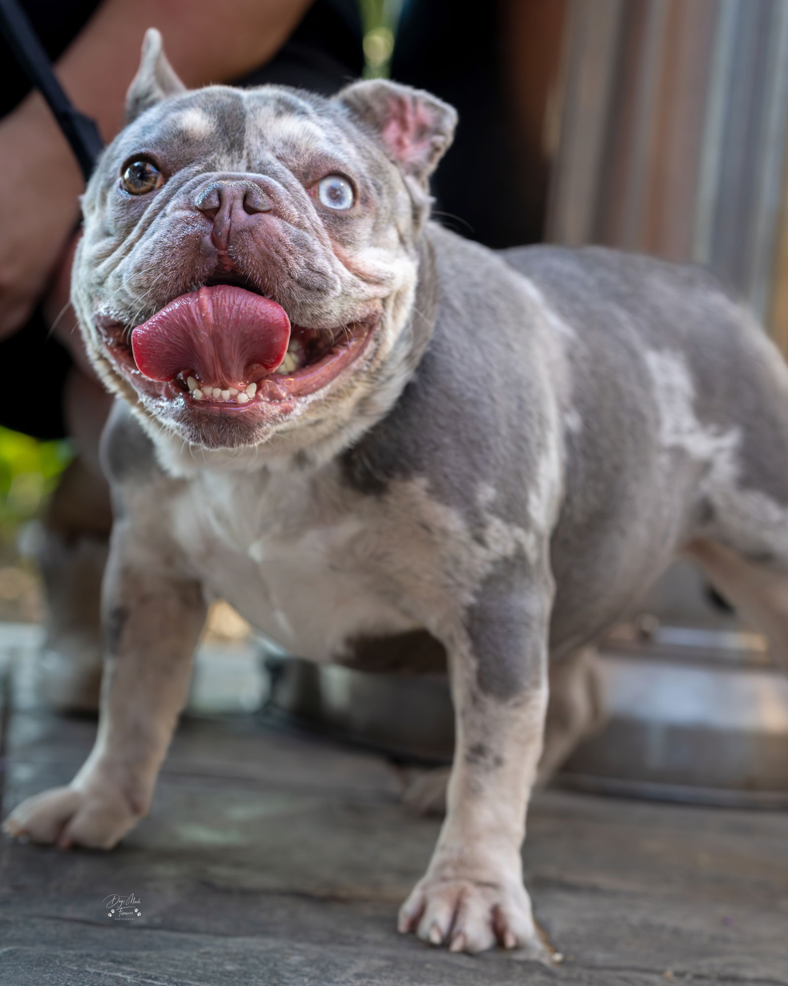 Mabel - French Bulldog