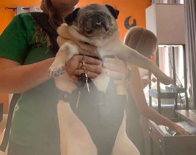 Bugsy - Pug