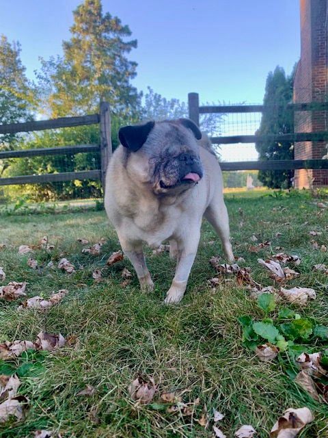 Bugsy - Pug
