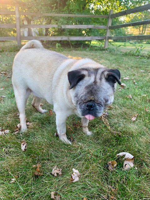 Bugsy - Pug