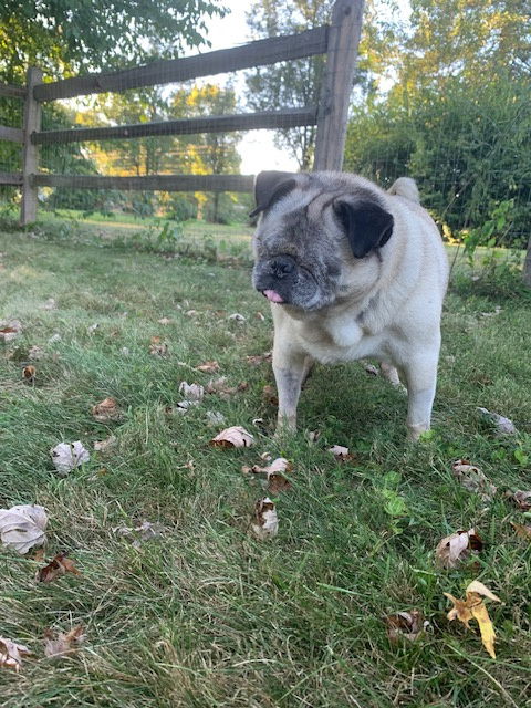 Bugsy - Pug